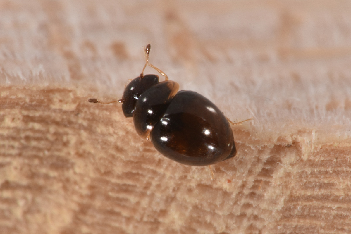 Clambidae: Clambus sp? S.